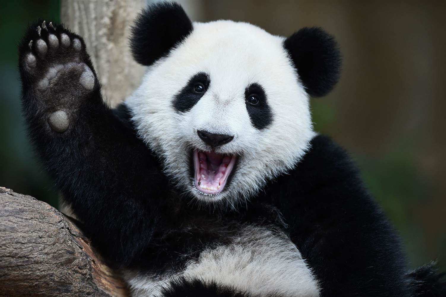 Hi